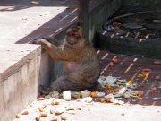 Gib monkey feeding