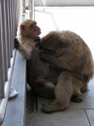 Gib monkey picky