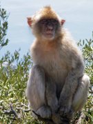Gib monkey pose
