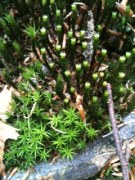 green star moss