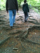 walking over roots